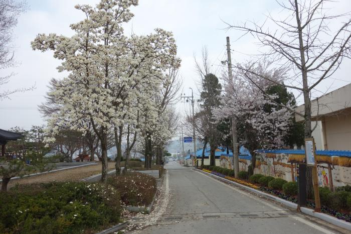 옛 고을의 관아 대흥동원의 봄 사진