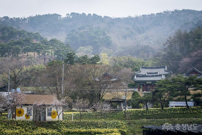 노란 물결로 물든 홍성 거북이마을 사진