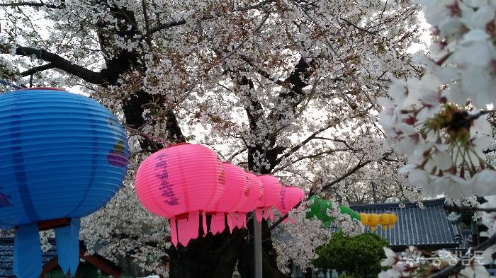 백제고찰 계룡산신원사로 '벚꽃여행' 사진