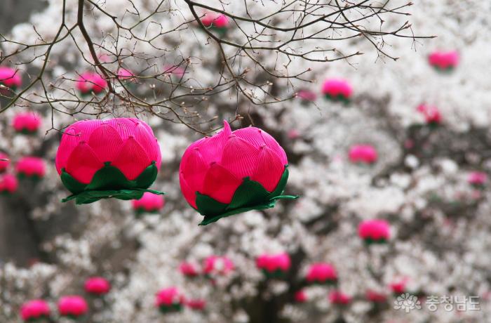 마곡사 벚꽃과 연등의 만남 사진