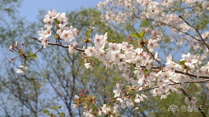 4월의함박눈미리다녀온아산벚꽃축제 4