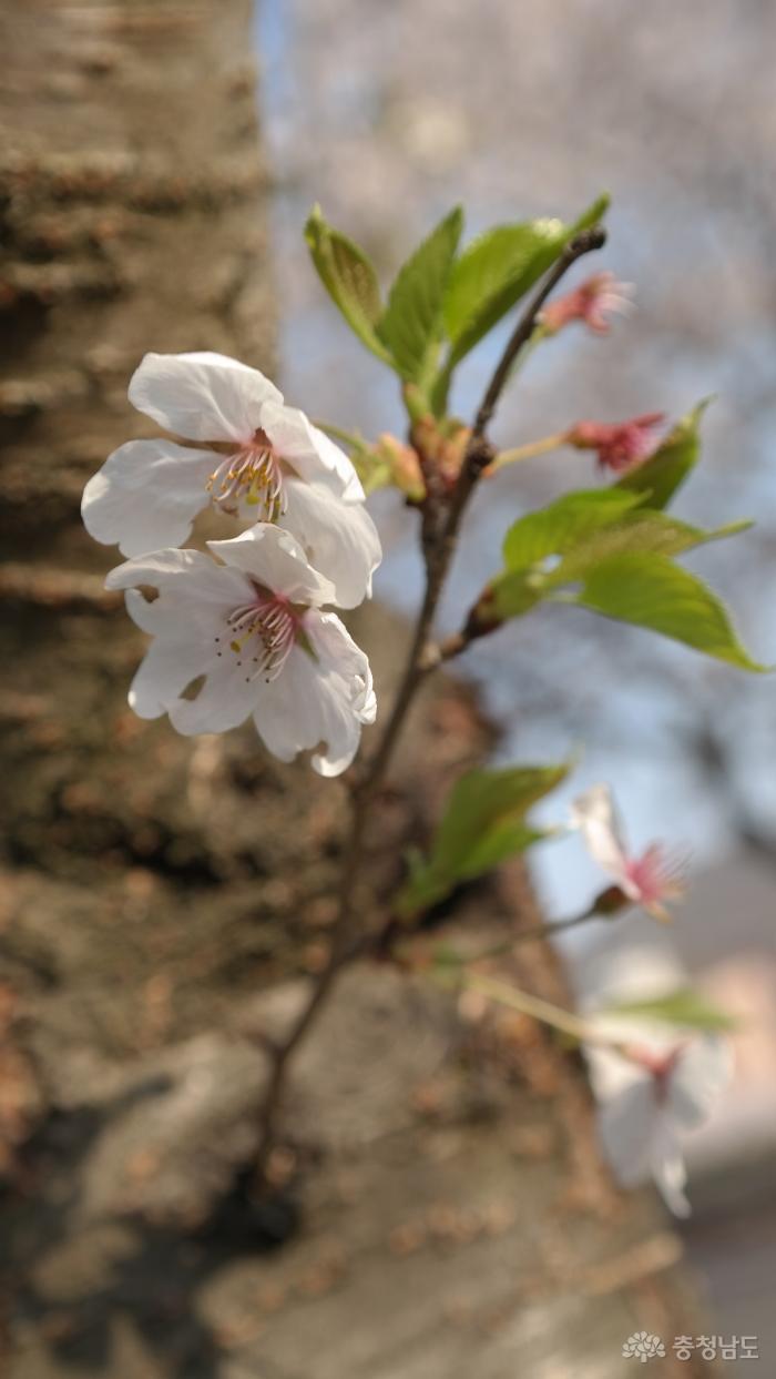 4월의함박눈미리다녀온아산벚꽃축제 10