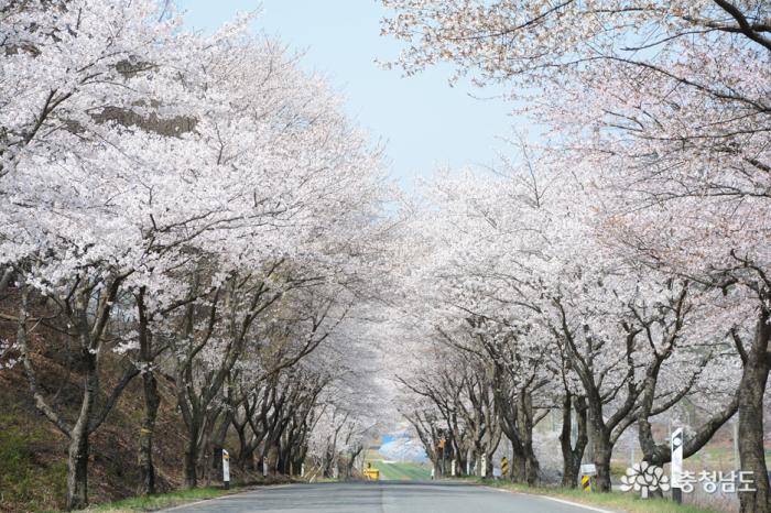 한국에서가장아름다운청양장곡사벚꽃길 1