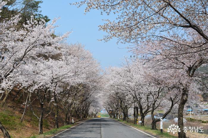 한국에서가장아름다운청양장곡사벚꽃길 3