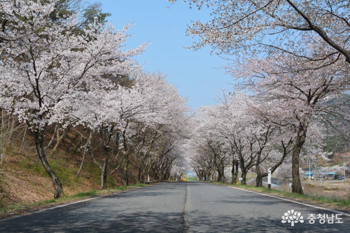 한국에서가장아름다운청양장곡사벚꽃길 4