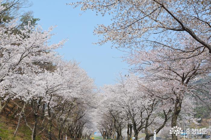한국에서가장아름다운청양장곡사벚꽃길 5