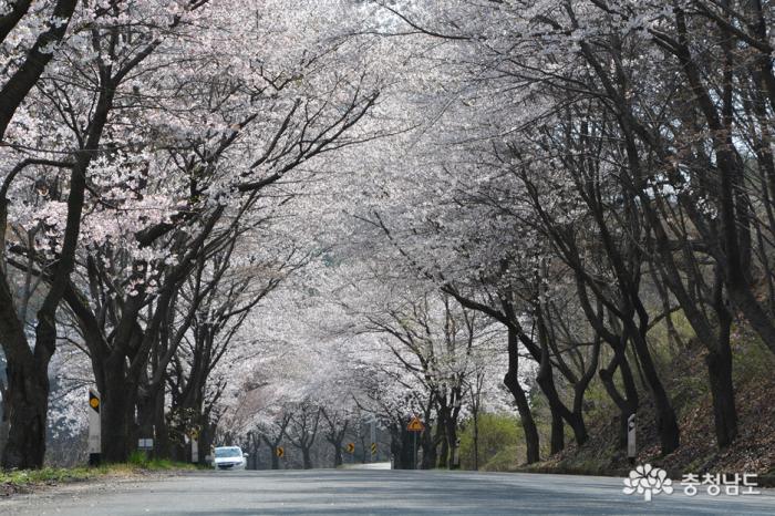 한국에서가장아름다운청양장곡사벚꽃길 6