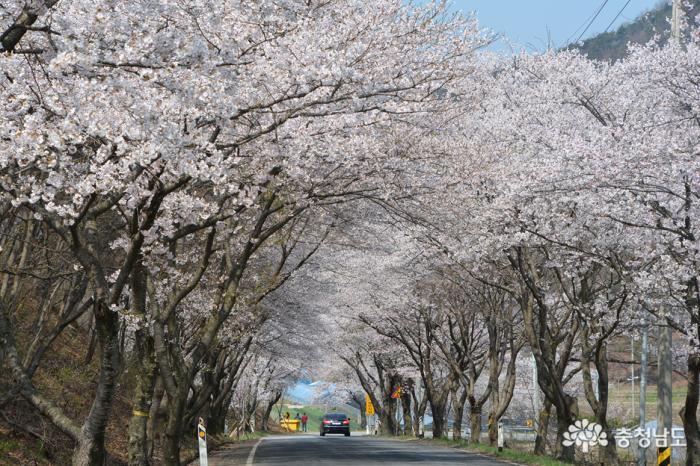 한국에서가장아름다운청양장곡사벚꽃길 7