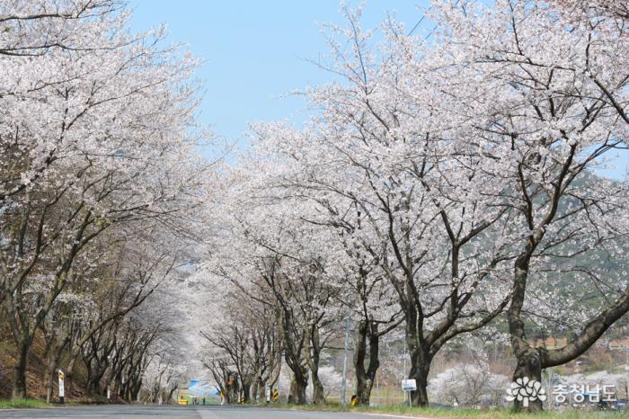 한국에서가장아름다운청양장곡사벚꽃길 8