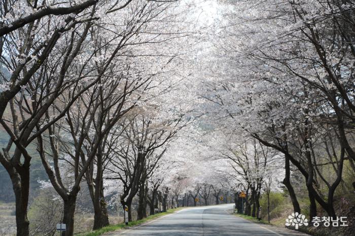 한국에서가장아름다운청양장곡사벚꽃길 9