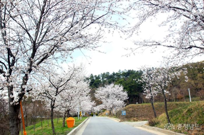 활짝 핀 벚꽃길 따라 걸을 수 있는 애향공원