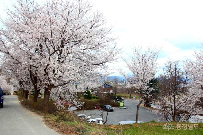 활짝핀벚꽃길따라걸을수있는애향공원 9