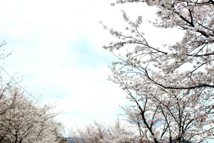 활짝핀벚꽃길따라걸을수있는애향공원 11