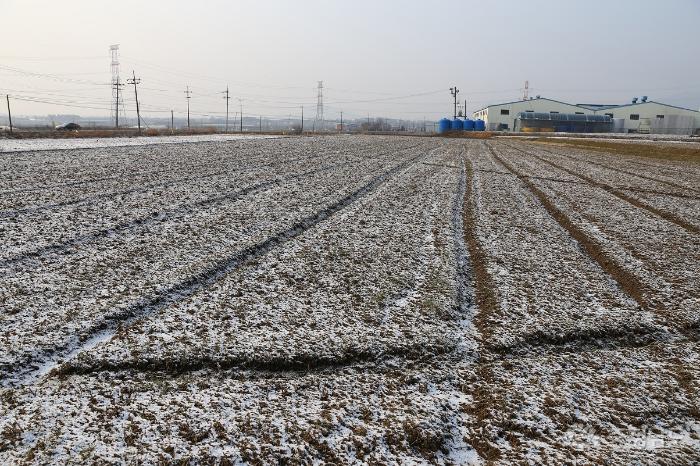 멸치국시와돈까스 법인이 직접 재배하는 토종 앉은뱅이밀 재배 현장. 지난 2월 눈발이 날렸을 당시 촬영한 것이다.