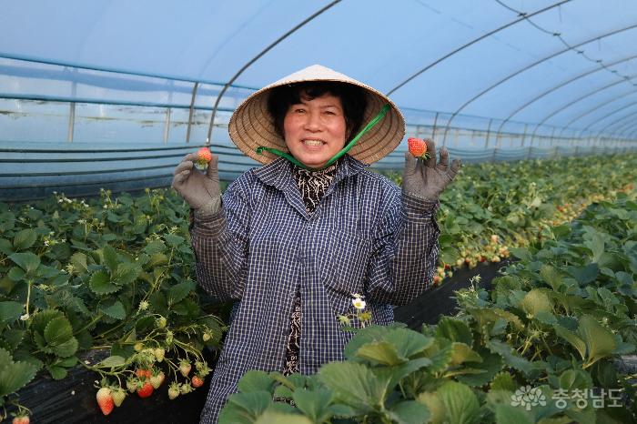 딸기농장에서 일하고 있는 베트남 근로자