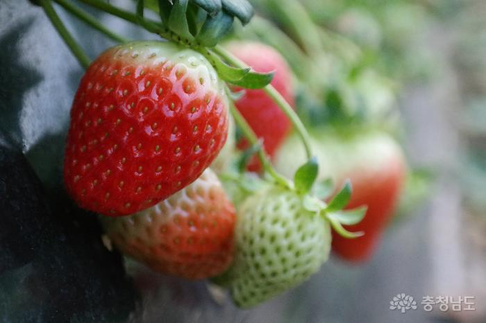 토경재배로 탐스럽게 익은 딸기