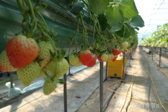 고설재배 방식의 딸기농장