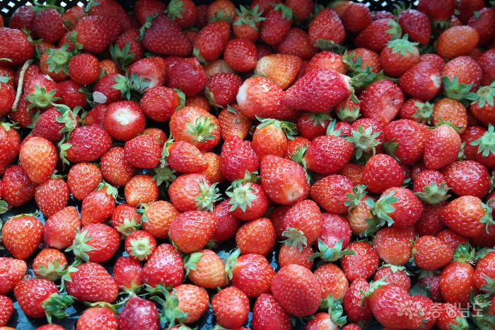 딸기쨈용으로 판매되는 작거나 상품성이 부족한 딸기
