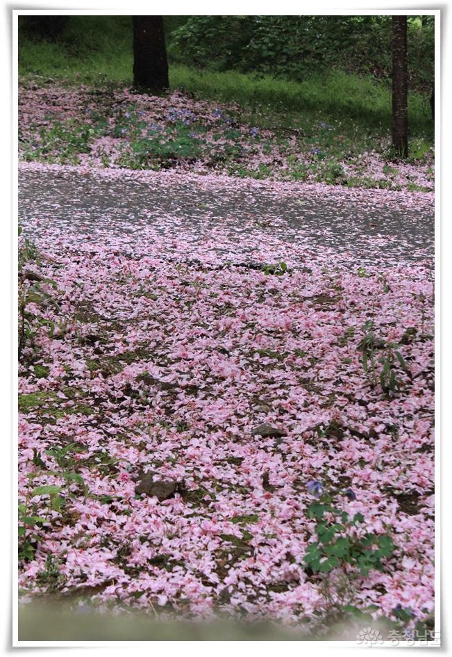 벚꽃 카페트 깔아놓은 서산 문수사 사진