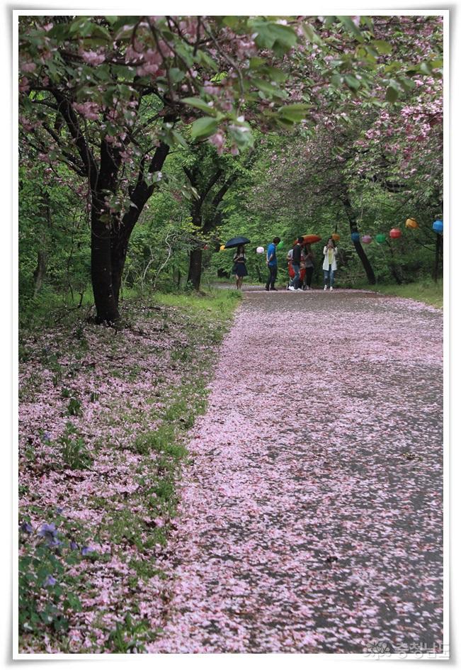 벚꽃카페트깔아놓은서산문수사 2