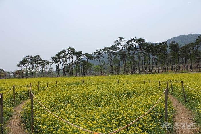 내포신도시 유채꽃밭과 홍예공원 사진