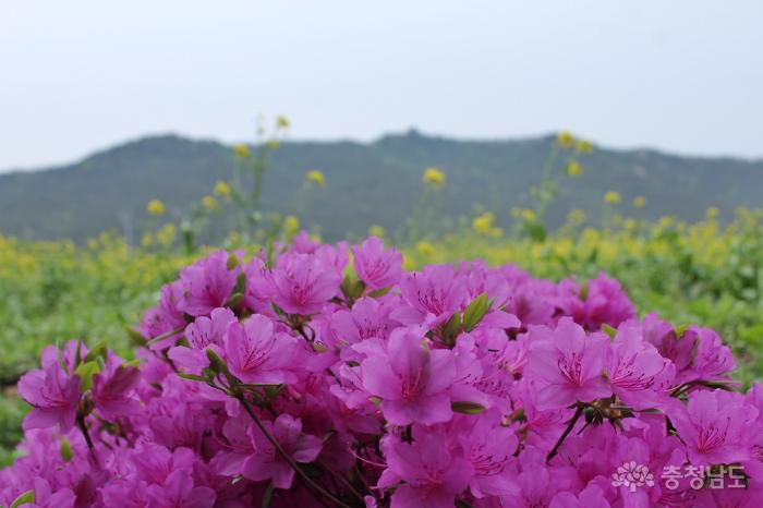 내포신도시 유채꽃밭과 홍예공원 사진