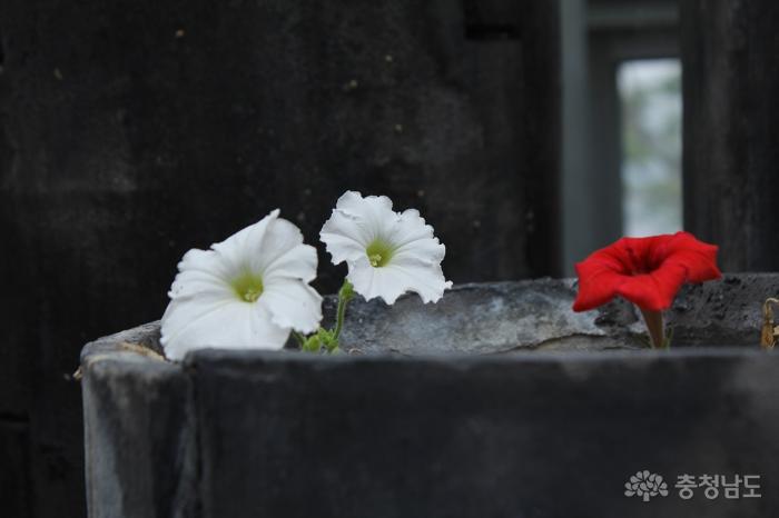 솔내음을 온몸으로… 예산 봉수산 수목원 사진