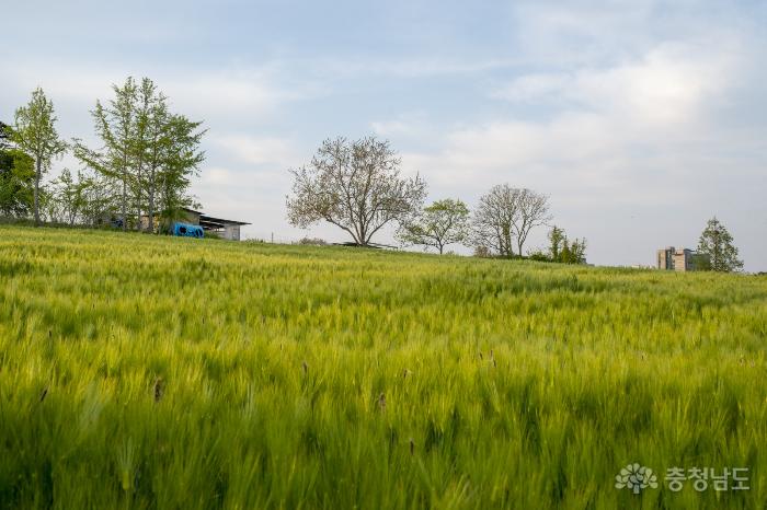 푸르름 가득 싱그러운 보리밭 풍경 사진