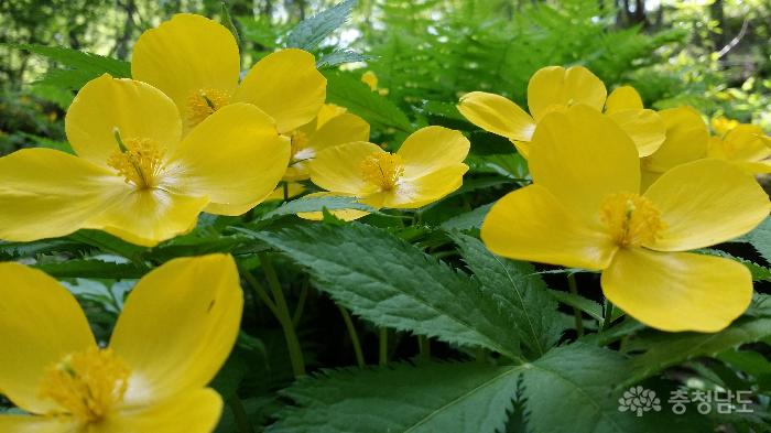 봄나비가 내려앉은 듯… 노랑매미꽃 필 무렵 사진