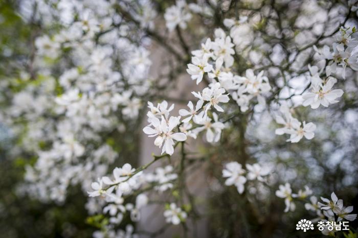 5월은순백의흰꽃세상 2
