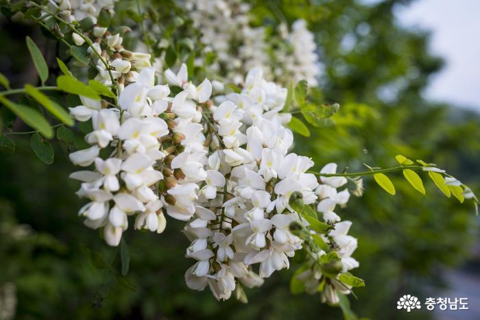 5월은 순백의 '흰꽃세상' 사진