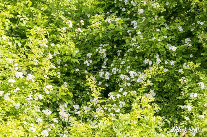 5월은 순백의 '흰꽃세상' 사진