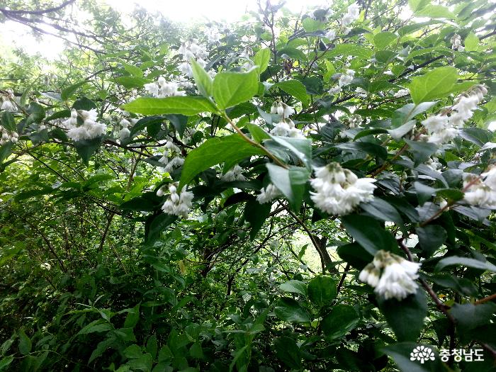 월성산 산길의 흰 꽃