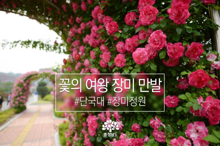 [포토뉴스] 꽃의 여왕 장미 '만개' 사진