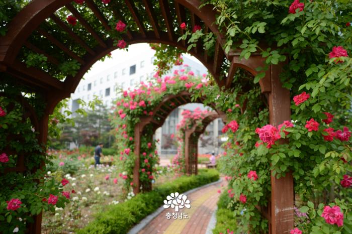[포토뉴스] 꽃의 여왕 장미 '만개' 사진