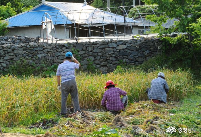 마을안 터밭에서 어르신들이 마늘을 캐고 있다