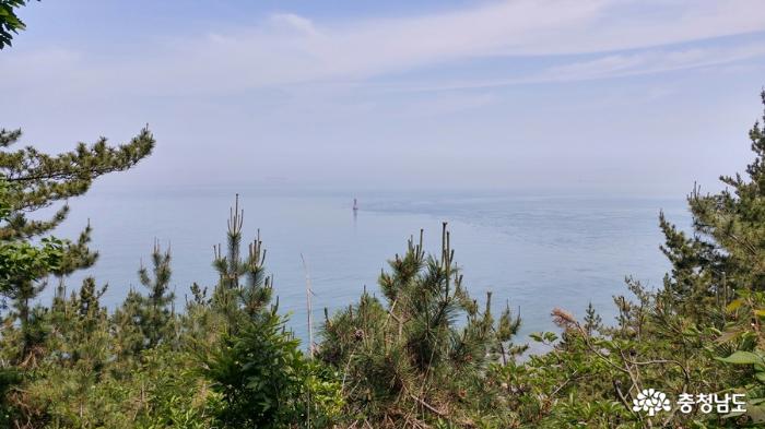 솔숲과 옥빛바다사이 '솔향기길'을 걷다 사진