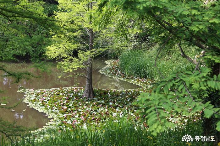 평화로운 수목원 연못과 그늘
