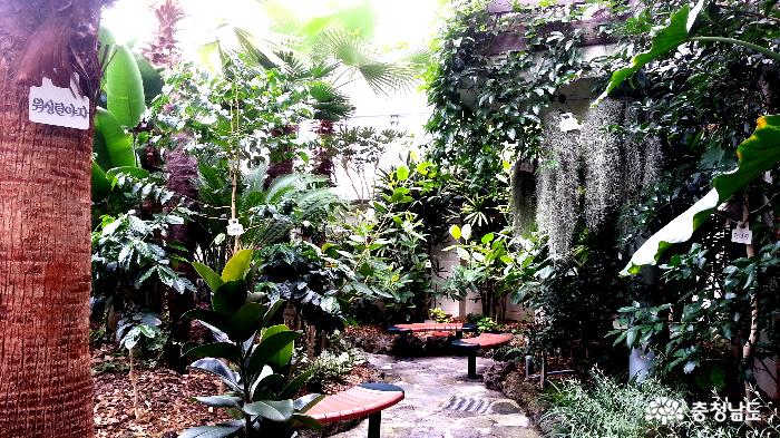 열대 식물이 있는 산성시장의 미니 식물원