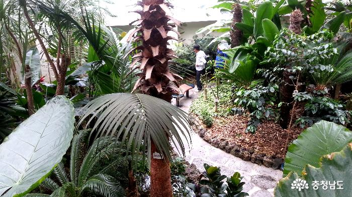 미니식물원의 열대식물들