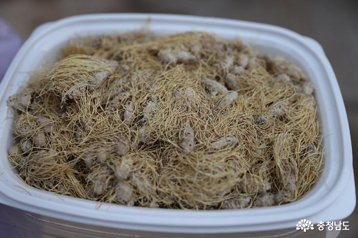 성원누에 농장에서 만든 명품 동충하초. 가격이 100g 한패키지에 무려 21만원이다.