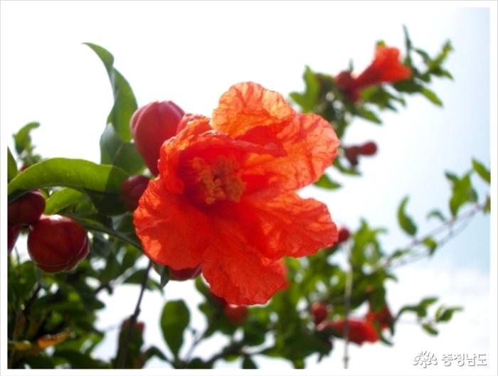 주홍빛의 화려한 석류꽃 사진