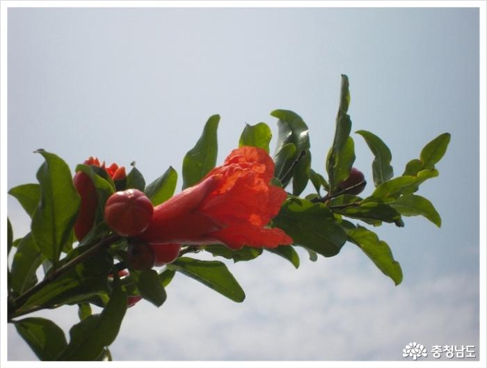 주홍빛의 화려한 석류꽃 사진