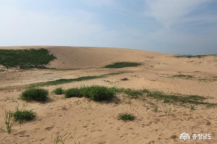 우리나라 최대의 모래언덕, 태안 신두리해안사구 사진