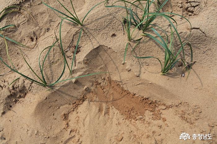 우리나라 최대의 모래언덕, 태안 신두리해안사구 사진