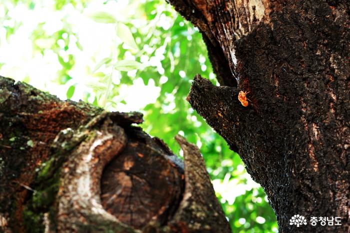 커다란 느티나무에 매미껍질이 붙어 있다. 매미소리가 따갑게 들려온다.