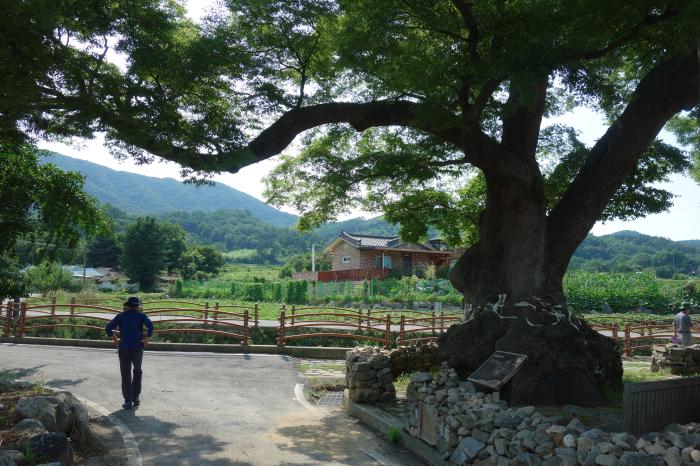 충남 최고령 보호수 '1300살 느티나무' 사진