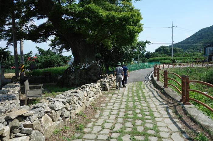 충남 최고령 보호수 '1300살 느티나무' 사진