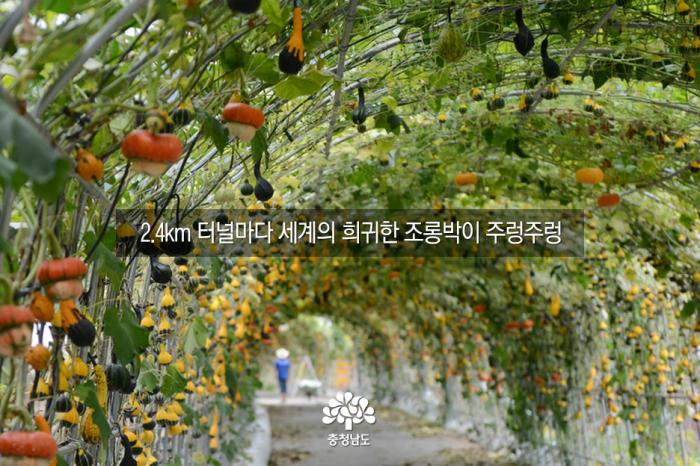청양 칠갑산 알프스마을 '세계조롱박축제' 사진