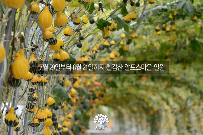 청양 칠갑산 알프스마을 '세계조롱박축제' 사진